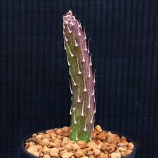 Image result for Kleinia sp.no.1