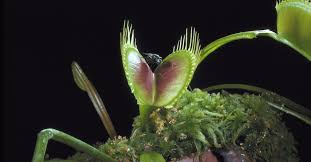 If you're growing venus flytrap indoors, you'll have to feed them dinner periodically. How To Care For Venus Flytraps Indoors