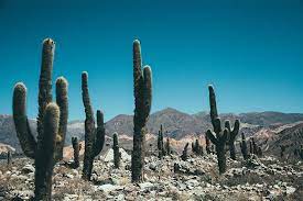 La función de realizar la fotosíntesis recae en el tallo, es decir, en el cuerpo del cactus, que se ha vuelto verde por la clorofila.1. Los Cactus Una Planta Ideada Para Sobrevivir Laweb1 Com