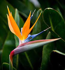 Strelitzia Reginae Bird Of Paradise Yougarden Birds Of Paradise Plant Paradise Flowers Birds Of Paradise Flower