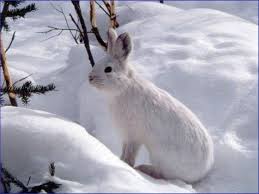It has the scientific name of lepus arcticus. Snowshoe Hare Gates Of The Arctic National Park Preserve U S National Park Service