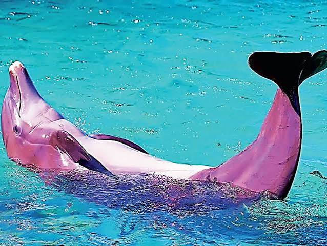 Bottlenose Dolphin