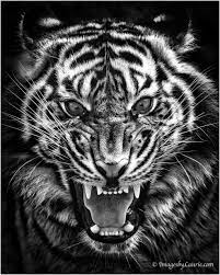 500px On Twitter Tiger Tattoo Design Tiger Pictures Tiger Roaring