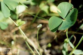 Image result for Marsilea vera