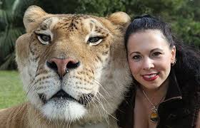 Hercules World S Largest Big Cat One Most Big Cats Animals Funny Animals