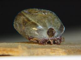 Image result for Tick Paralysis