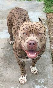 pin by italianasexi on dogs bully breeds dogs beautiful dogs baby animals
