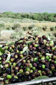 Unlike Oilseed Extra Virgin Olive Oil Is The Only Vegetable Oil Obtained By Squeezing Out Olives With No Handling O Olive Vegetables Extra Virgin Olive Oil