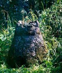 Image result for Otiophora caerulea