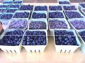 Steller Blueberries