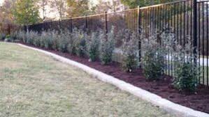 We did not find results for: Best Privacy Shrubs For North Texas Bushes For Privacy Screening