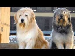 This shaggy dog's name means one that roots out evil spirits. Fun Facts About Korean Sapsal Dogs Episode 23 Youtube