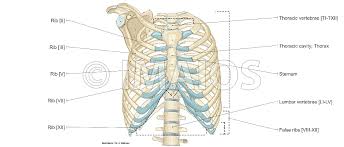 It consists of the 12 pairs of ribs with their costal cartilages and the sternum ((figure)). Thoracic Wall And Breast Illustrations