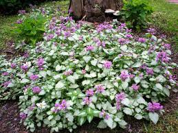 Species Of Uk Week 52 Deadnettle Lamium Ground Cover Plants Best Ground Cover Plants Ground Cover