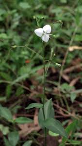 Image result for Aneilema