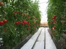 ⭐ ai libertatea sa platesti in rate, beneficiezi de promotiile zilei, retur gratuit in 30 de zile si instant money back! Sere Solarii Constructii Metalice Legume Flori Seminte Plante Agricultura Ferma Adaposturi Solar Bio Sanatate Eco Natural Gradinarit Teava Galvanizata Rasadnita Structuri Metalice Irigatie Folie Unelte Ingrasaminte Utilaje Culturi Tomate Nedeterminat