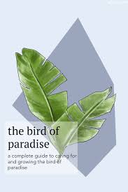 Bird Of Paradise Propagation From Leaf How To Care For And Grow Your Bird Of Paradise Birds Of Paradise Plant Birds Of Paradise Birds