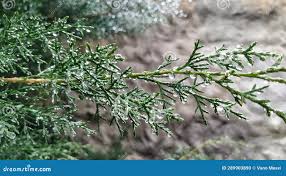 Image result for Cupressus funebris