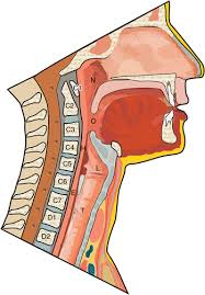 Glands in neck diagram the anatomy of neck and throat glands lymph nodes importantly on. Foreign Bodies On Lateral Neck Radiographs In Adults Imaging Findings And Common Pitfalls Radiographics
