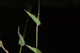 Image result for Arthraxon