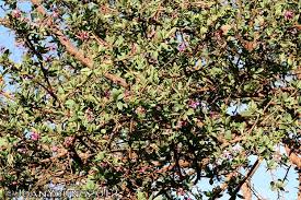 Image result for Securidaca longepedunculata