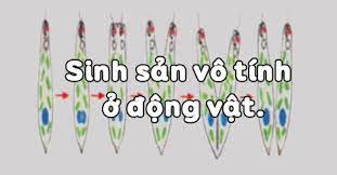 Maybe you would like to learn more about one of these? Sinh Há»c 11 Bai 44 Sinh Sáº£n Vo Tinh á»Ÿ Ä'á»™ng Váº­t