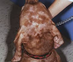 Image result for Dissotis glandulosa