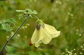 Image result for Hibiscus vitifolius