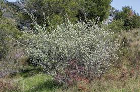 Image result for Amelanchier ovalis