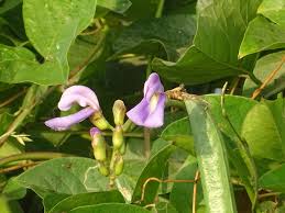 Image result for Canavalia cathartica