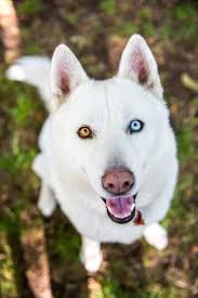 Print Of White Siberian Husky Dog With Different Color Eyes Siberian Husky Dog Husky Dogs White Siberian Husky
