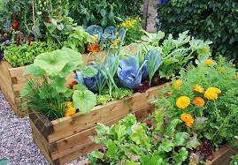 Gemuse Fur Halbschatten Diese Nutzpflanzen Wachsen Im Schattigen Garten Gartenbeet Gestalten Pflanzen Garten Pflanzen