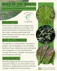 Image result for Brachypodium