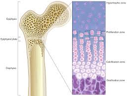 Labeling portions of a long bone learn with flashcards, games and more — for free. Alexandra Gordon Components Of A Long Bone