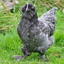 Farmers market quality at grocery store prices. Arash Artmisshams Profile Pinterest