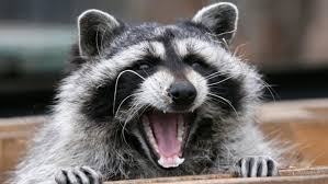 A raccoon can get through a space 4 inches wide. Rogue Raccoon Who Hitched Into Banff Captured And Killed Cbc News