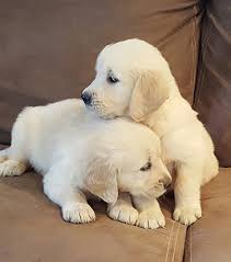 At my golden retriever puppies, we learn, love, and live golden retriever puppies! Paradise Golden Retrievers