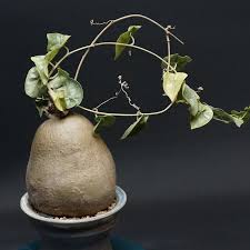 Image result for Gerrardanthus lobatus