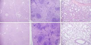 Der wohl bekannteste familienvater der schweiz kommt auf die. 2