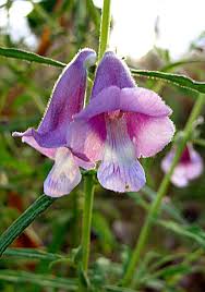 Image result for Sesamum angustifolium