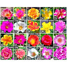 Nama lain bunga krokot yaitu diantaranya bunga portulaca, moss rose atau bunga pukul sembilan. Stek Bunga Krokot Kerokot Mossrose Portulaca Perbatang Part 2 Shopee Indonesia