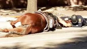 See Police Officer S Emotional Goodbye To Fallen Police Horse Horses Horse Names Beautiful Horses