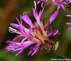 Image result for Vernonia natalensis