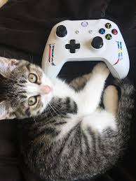My Cat Morris Sits With Me While I Play Xbox She S My Best Friend Cat Playing Cat Pics Cats And Kittens