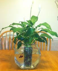 Peace Lily Plant Betta Fish My Mom Makes These All The Time But She Leaves The Roots Free For Beta To Eat Peace Lily Plant Fish Plants Lily Plants
