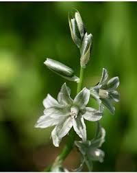 Image result for Ornithogalum pulchrum