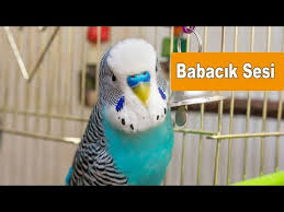 Babacik Ses Kaydi Reklamsiz Dinletkonussun Youtube