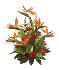 Bird Of Paradise Arrangement Gallery For Bird Of Paradise Flower Arrangements Large Flower Arrangements Birds Of Paradise Flower Flower Arrangements