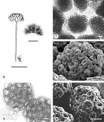 Image result for Syngonanthus welwitschii