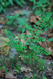 Image result for Phyllanthus manicaensis